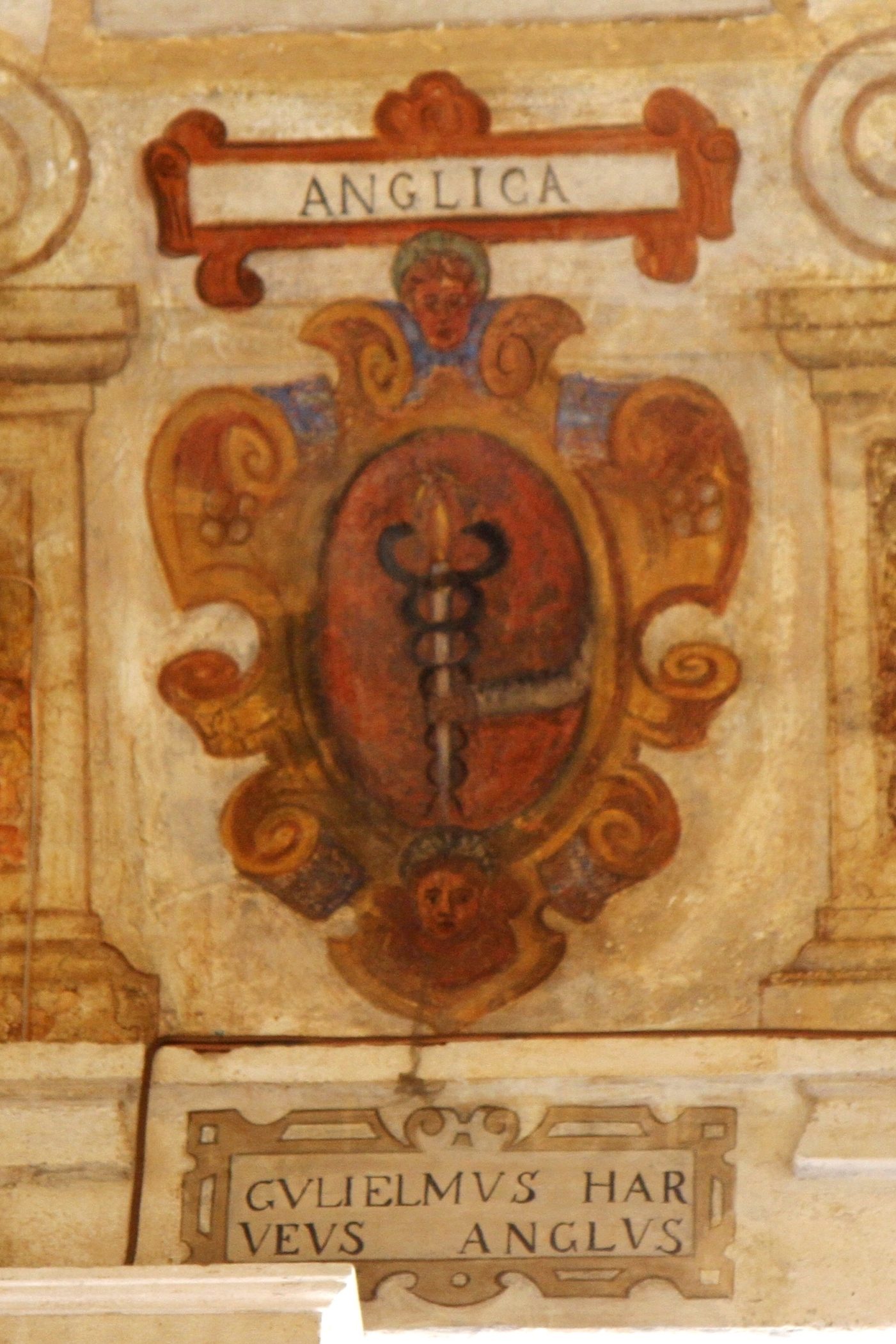 William Harvey's coat of arms, Padua - 03.JPG
